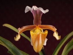 Paphiopedilum vejvarutianum (21551334165).jpg