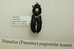 Passalus pugionifer sjh.jpg