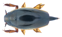 Patrus discifer (Walker, 1859) Syn.- Orectochilus discifer (Walker, 1859) (34384688523).png