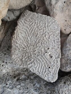 Pedras estrañas. Praia do Hotel Bahía Príncipe, Quintana Roo, México 3.jpg