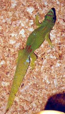 Phelsuma serraticauda male.jpg