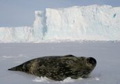 Phoque de Weddell - Weddell Seal.jpg