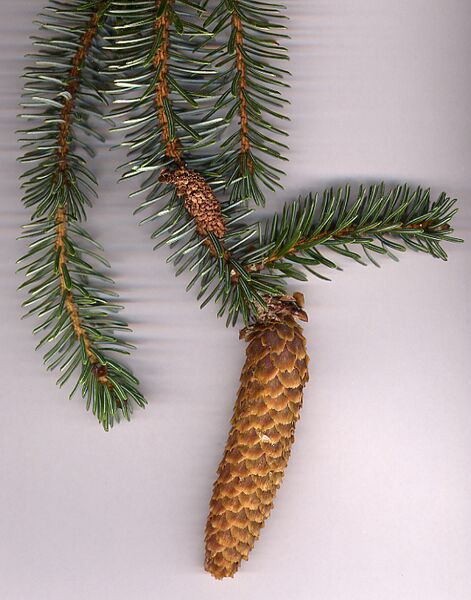 File:Picea sitchensis1.jpg