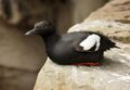 Pigeon Guillemot at Living Coasts.jpg