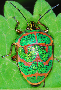 Poecilocoris-lewisi.png