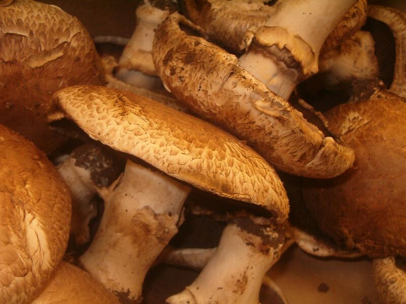 File:Portobello mushrooms.jpg
