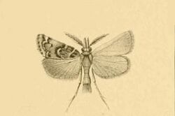 Prionapteryx lancerotella.JPG