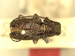 Pterolophia pilosipennis.jpg