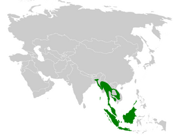 Pycnonotus atriceps distribution map.png