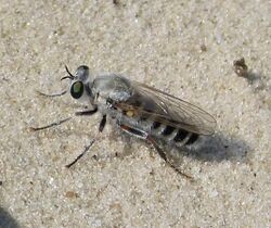 Robberfly. Laphystia litoralis (37548869755).jpg
