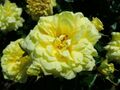 Rosa Yellow Meilove 2019-06-04 4688.jpg