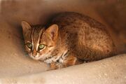 Brown Rusty-spotted cat crouching on a rock