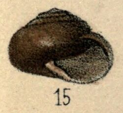 Sagda lamellifera shell.jpg