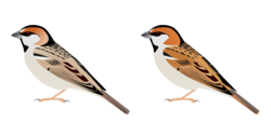 Sandy and reddish males of two subspecies