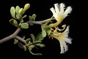 Scaevola spinescens - Flickr - Kevin Thiele.jpg
