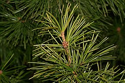 Sciadopitys verticillata (koyamaki, or Japanese umbrella-pine) - Flickr - S. Rae (1).jpg