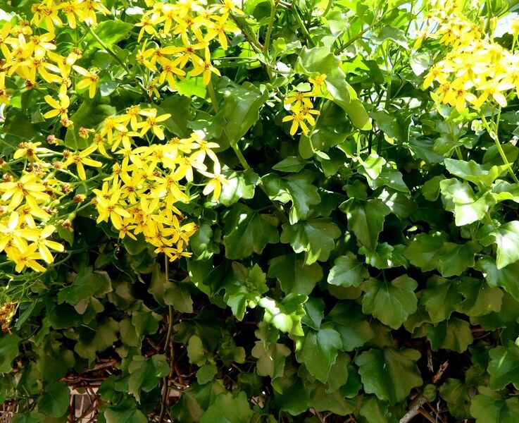File:Senecio angulatus (cape ivy).jpg