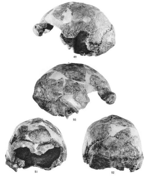 File:Sinanthropus Skull X.png