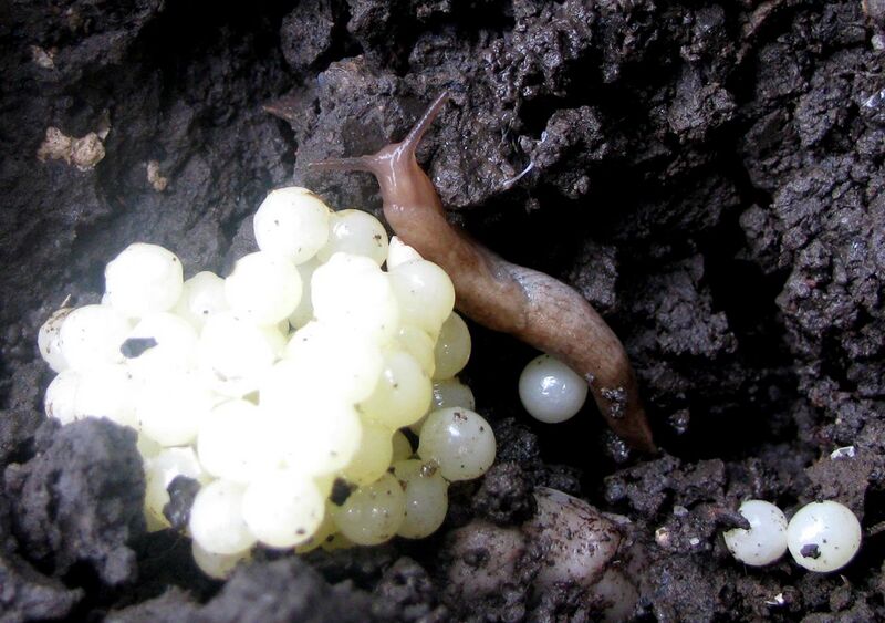 File:Slug eggs and baby.jpg