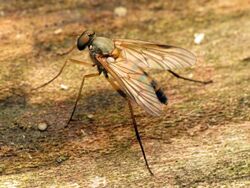 Snipe Fly on a soggy log - Flickr - treegrow (1).jpg