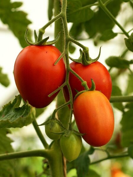 File:Solanum lycopersicum, Tomate 3.JPG