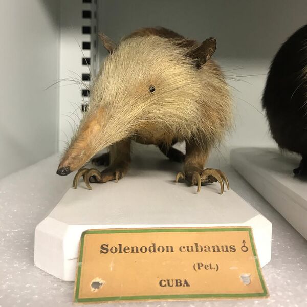 File:Solenodon cubanus Zoothèque MNHN.jpg
