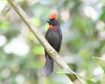 Sooty Ant-Tanager male with crest raised.jpg
