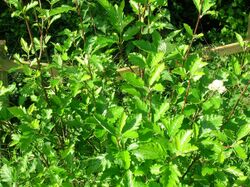 Sorbus arranensis foliage.JPG