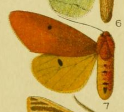 Spilosoma togoensis.png