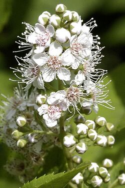 Spiraea.alba.-.lindsey.jpg