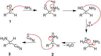 Mechanism of the Strecker-Synthesis, part 1.