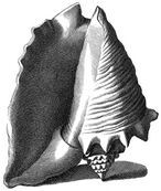 Similar large shell viewed from the apertural side