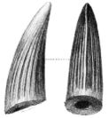 Two drawings (side and back view) of a large dinosaur tooth