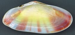 Tellina radiata (sunrise tellin clam) (San Salvador Island, Bahamas) 2 (15570656103).jpg