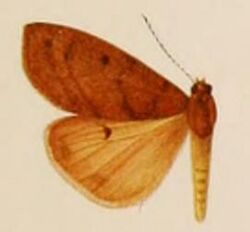 Teracotona jacksoni.JPG