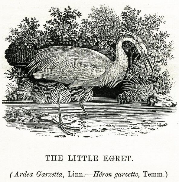 File:Thomas Bewick The Little Egret 1804.jpg