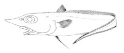 Trachyrincus scabrus.jpg