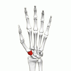 Trapezium bone (left) - animation01.gif