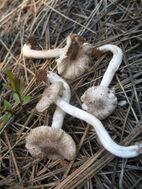 Multiple white and brown mushrooms lying on the ground
