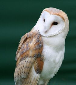 Owl, looking to the viewer's left, on a green background