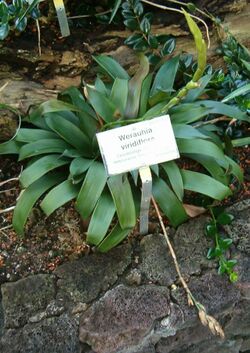 Werauhia viridiflora HabitusInflorescence BotGardBln091006b.jpg