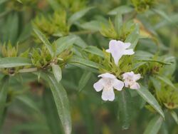 Westringia amabilis.jpg