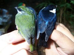 White-ruffed Manakin (C. altera).JPG