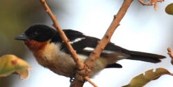 White-rumped Tanager (7980217735) (cropped).jpg