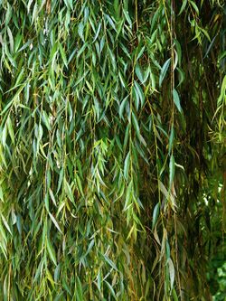 Willow Salix babylonica.jpg