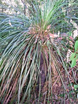 Xanthorrhoea Chatswood West.JPG