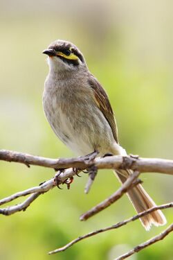 Yellow-faced honeyeater with body partially turned towards the camera