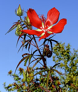(MHNT) Hibiscus coccineus flower and bottoms.jpg