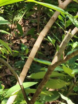 九節木Psychotria rubra 20210609155251 25.jpg