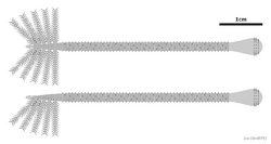 20210901 Facivermis yunnanicus diagrammatic reconstruction.png